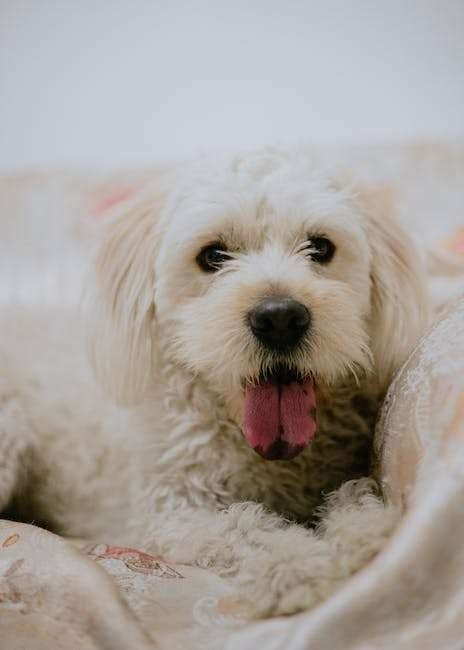 white mini Goldendoodle 