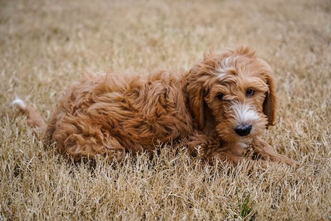 Brown mini Goldendoodle in a field