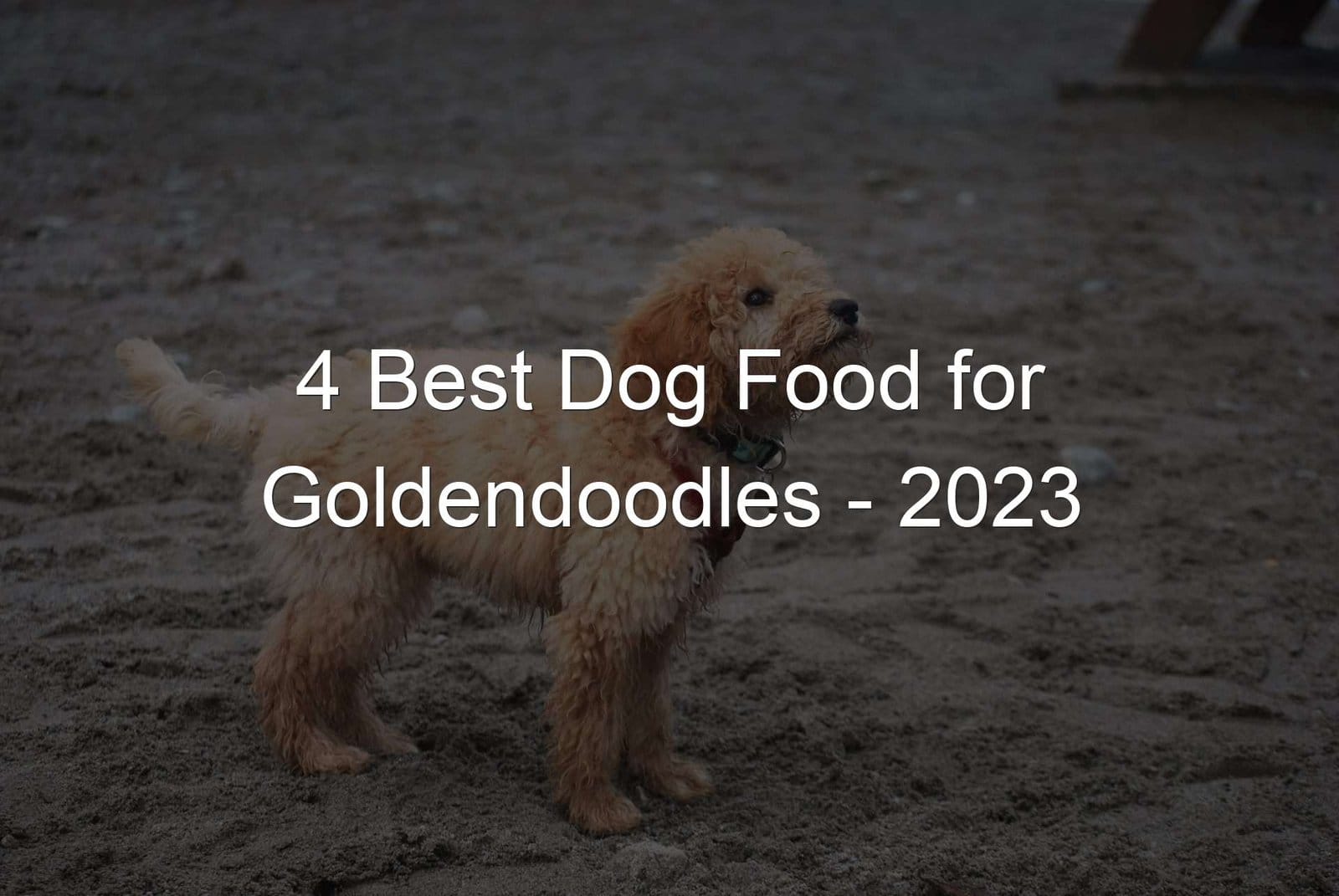 Food for Goldendoodles