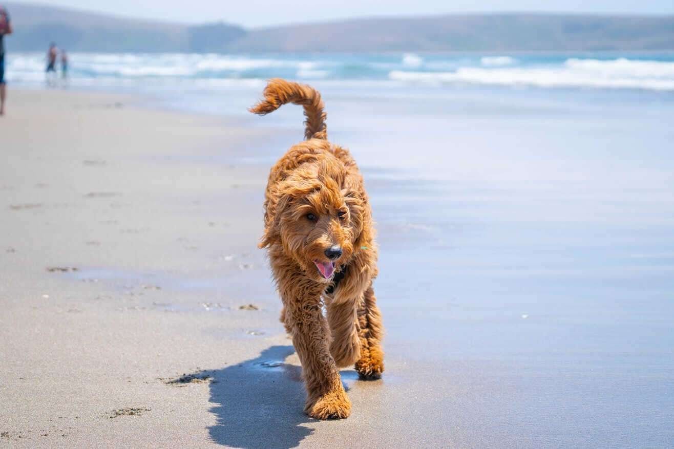 A dog walking on the beach.