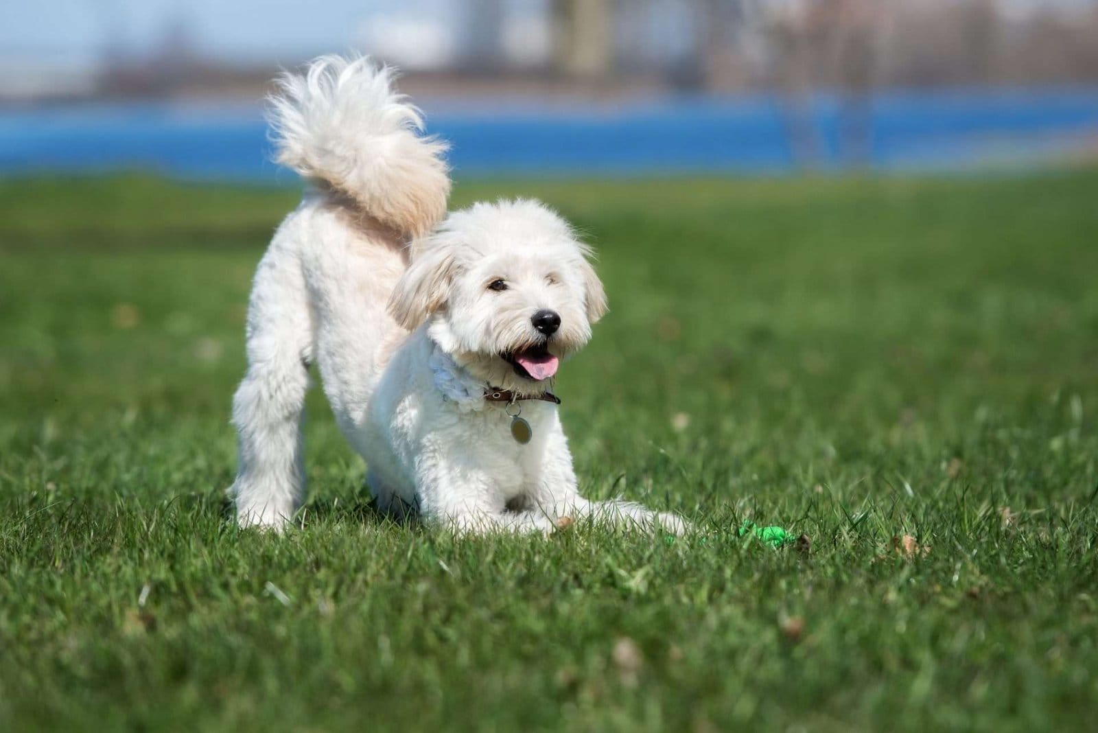 white mini Goldendoodle playing on the grass outdoors