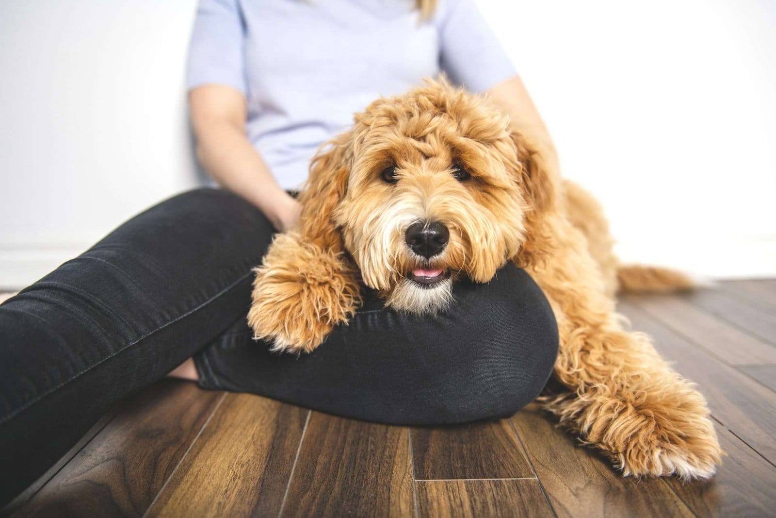 a Goldendoodle dog lying on woman leg on the floor