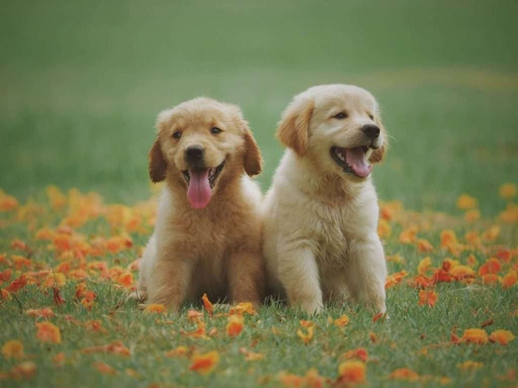 Two golden retriever puppies in a field of colorful flowers.