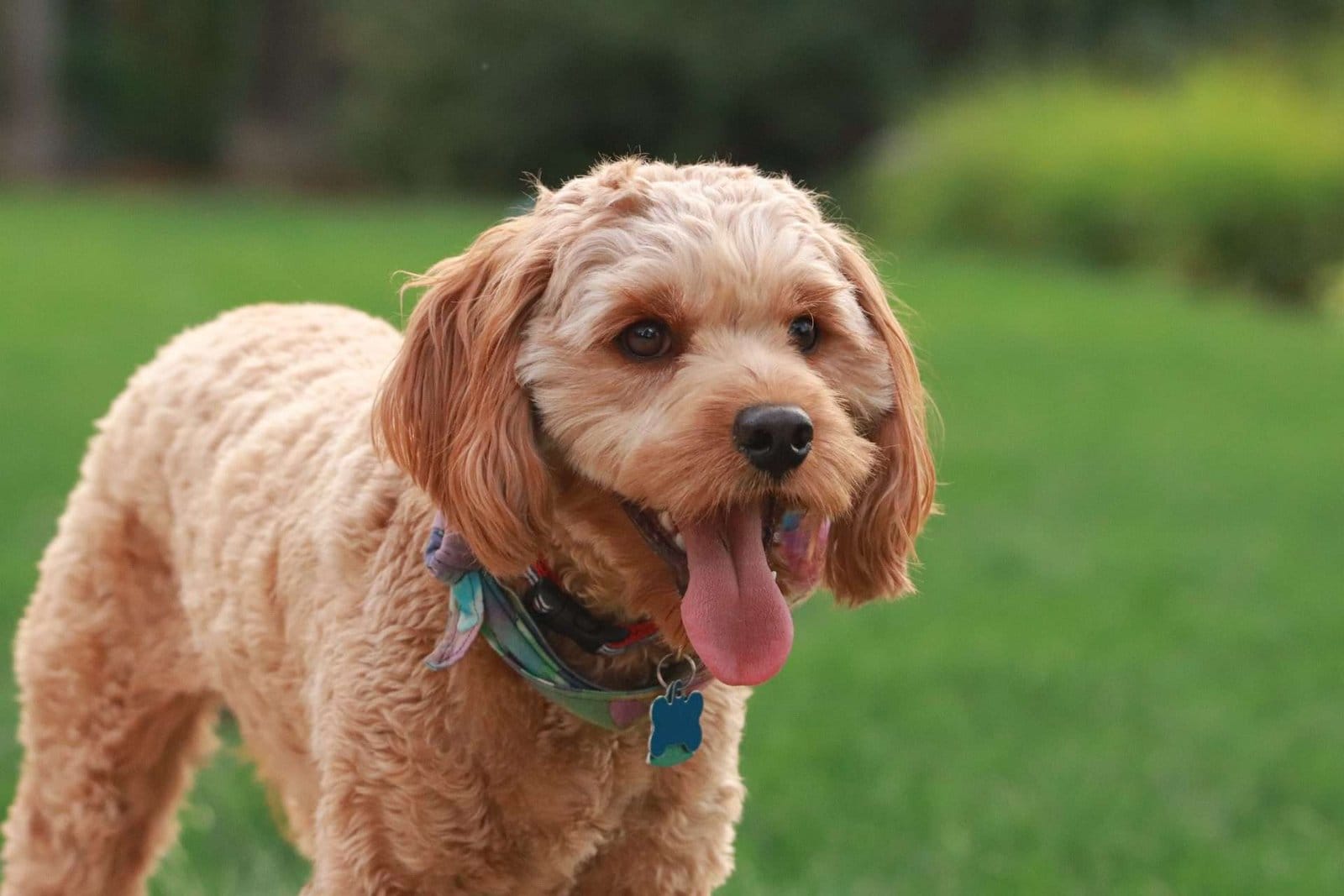 A brown dog is standing in the grass with its tongue out in a Complete Guide to Mini Goldendoodle Haircuts.