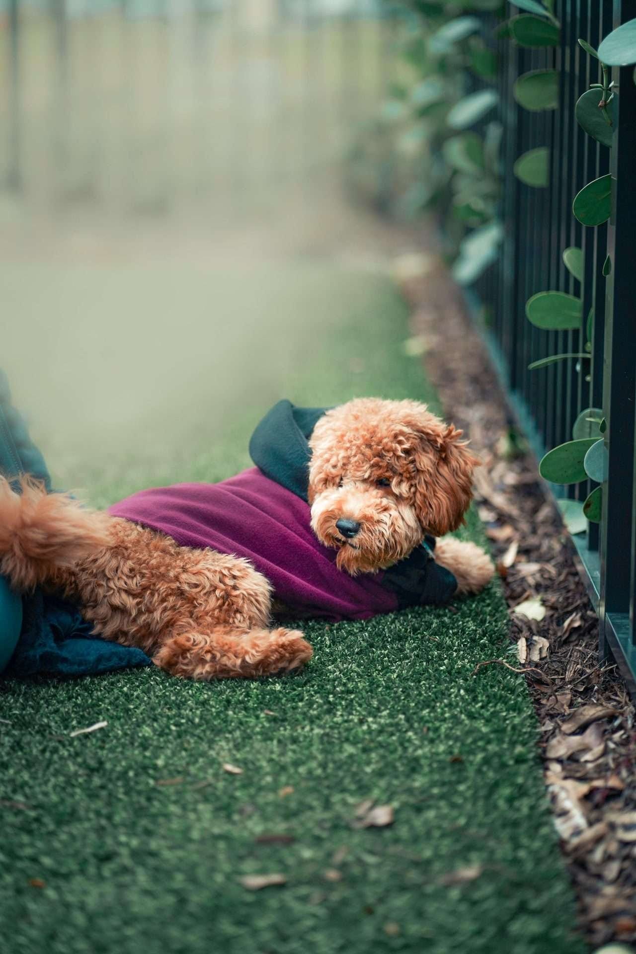 A Mini Goldendoodle is peacefully laying on the ground next to a fence in their dream yard.