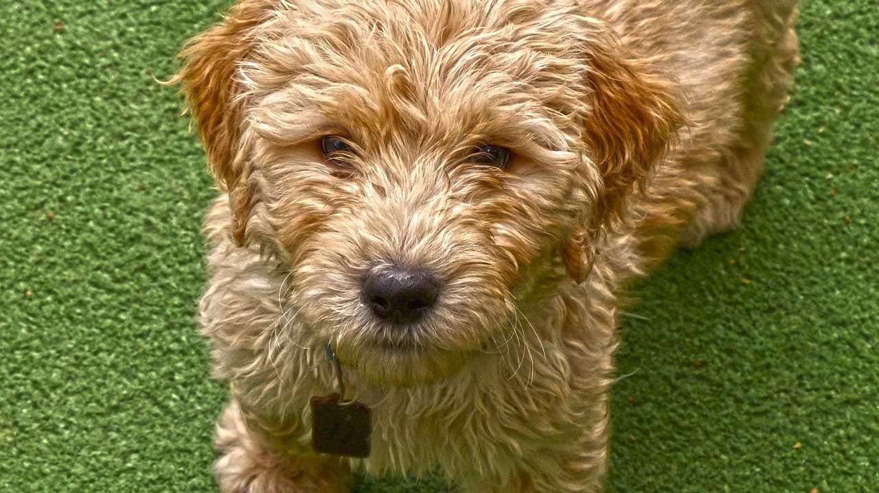 A small brown dog standing on a green grass. (No changes made)