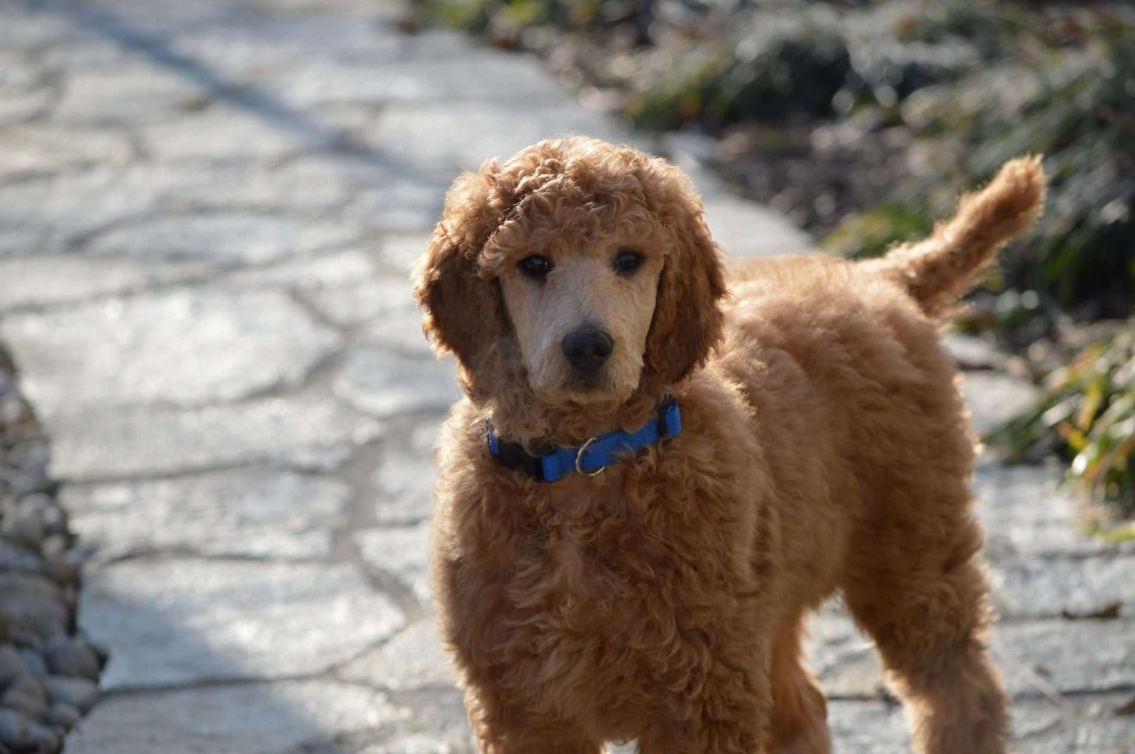 A brown mini Goldendoodle standing on a stone path.