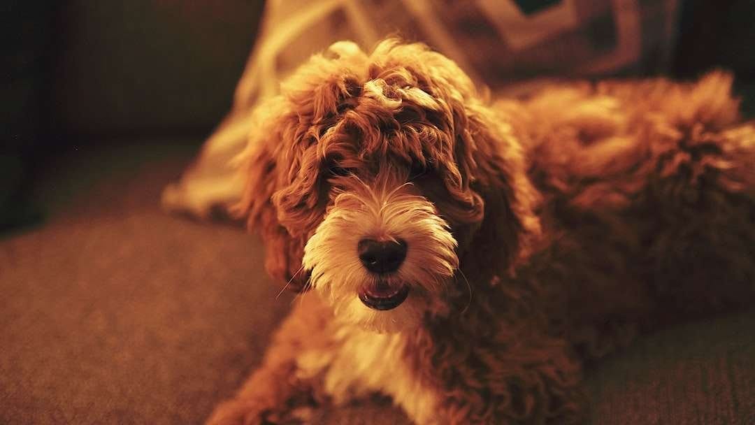 A brown dog lounging on a couch.