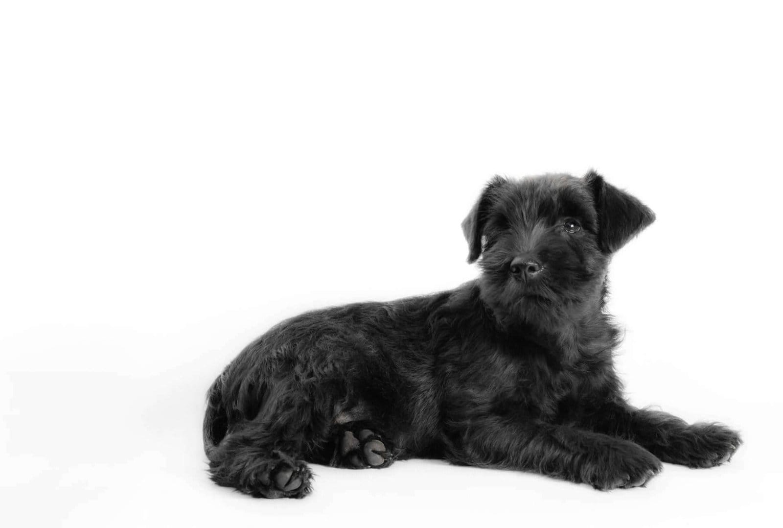 Schnauzer puppy on white background.