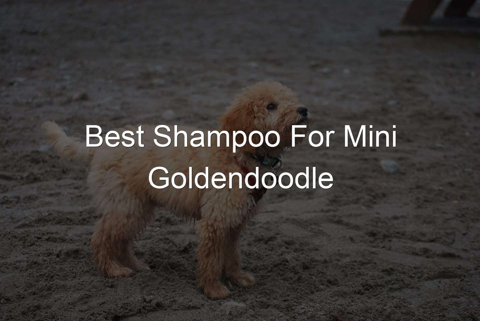 Mini Goldendoodle Shampoos