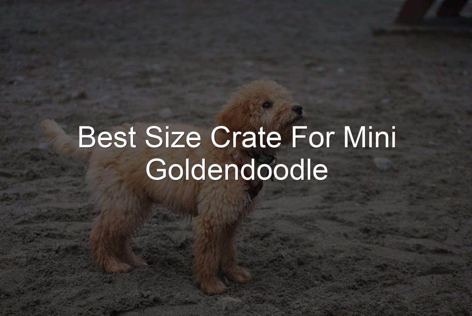 Crate For Mini Goldendoodle