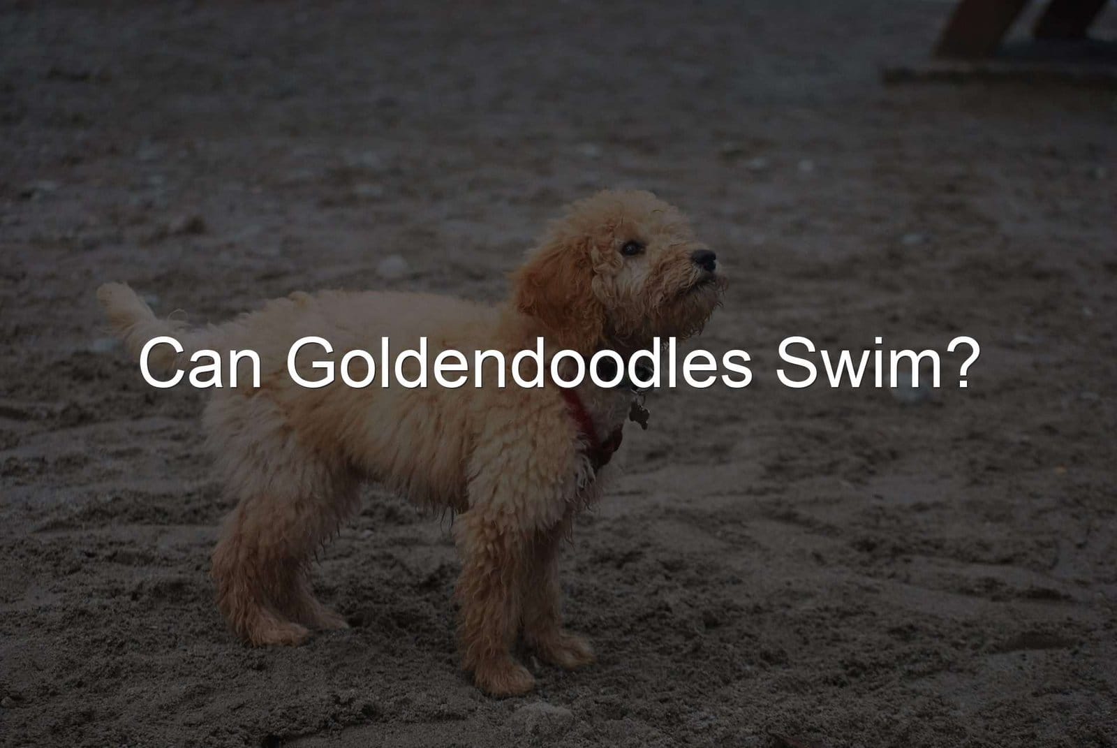 Goldendoodles Swim