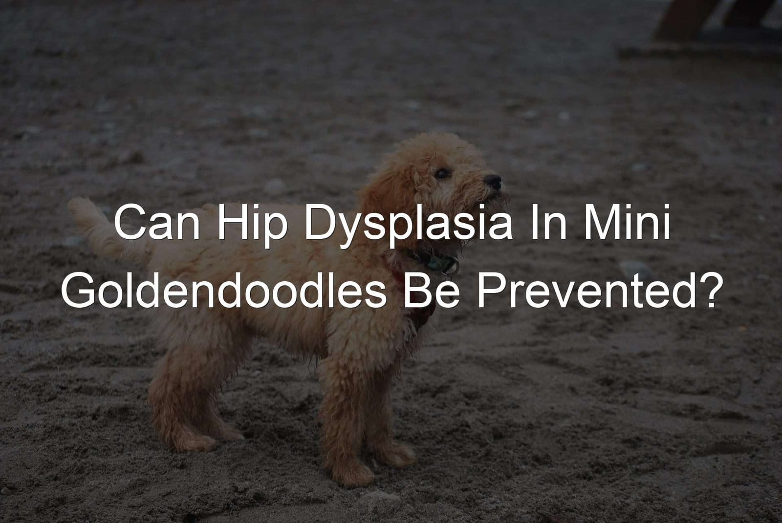 Keywords Used: Hip Dysplasia, Mini Goldendoodles, Prevented.

Modified Description: Preventing hip dysplasia in mini Goldendoodles.