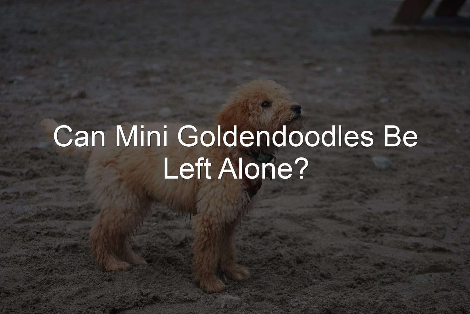 Left Alone Goldendoodle