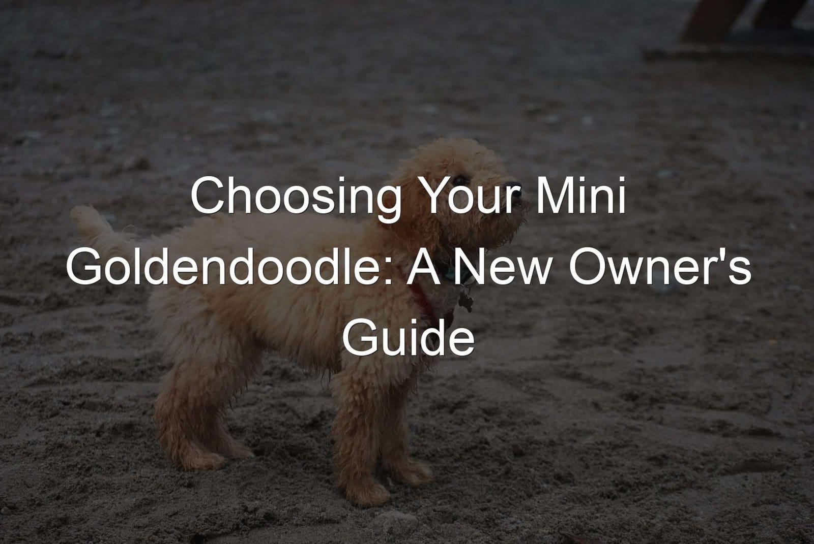 Keywords: Mini Goldendoodle, Owner's Guide