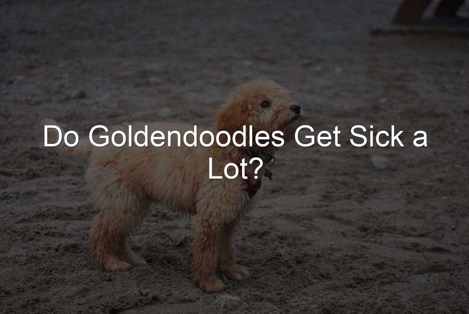 Sick Goldendoodles