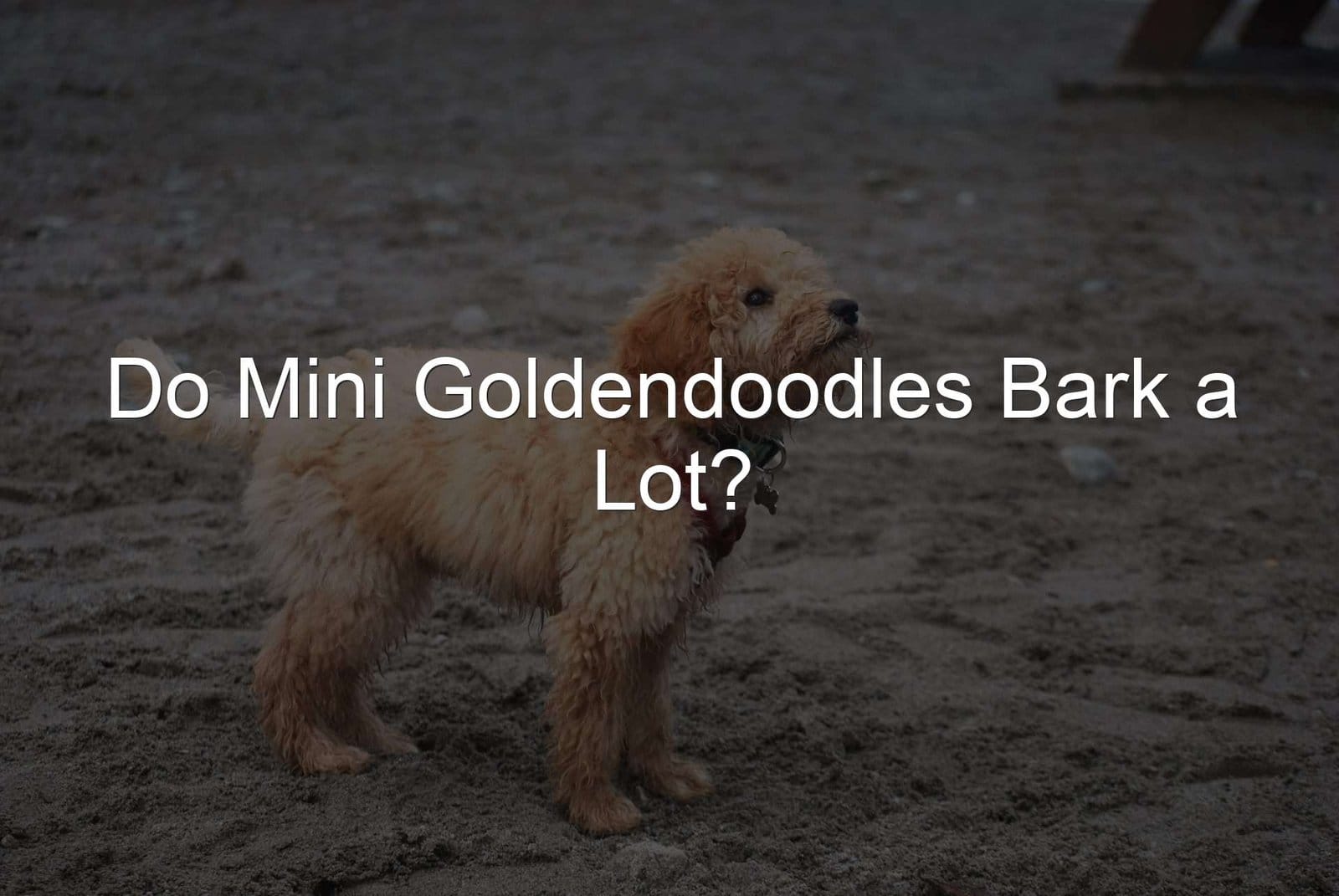 Goldendoodles Bark