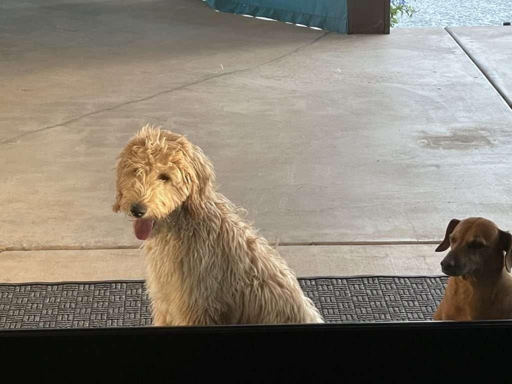 dolden-doodle-with-another-dog