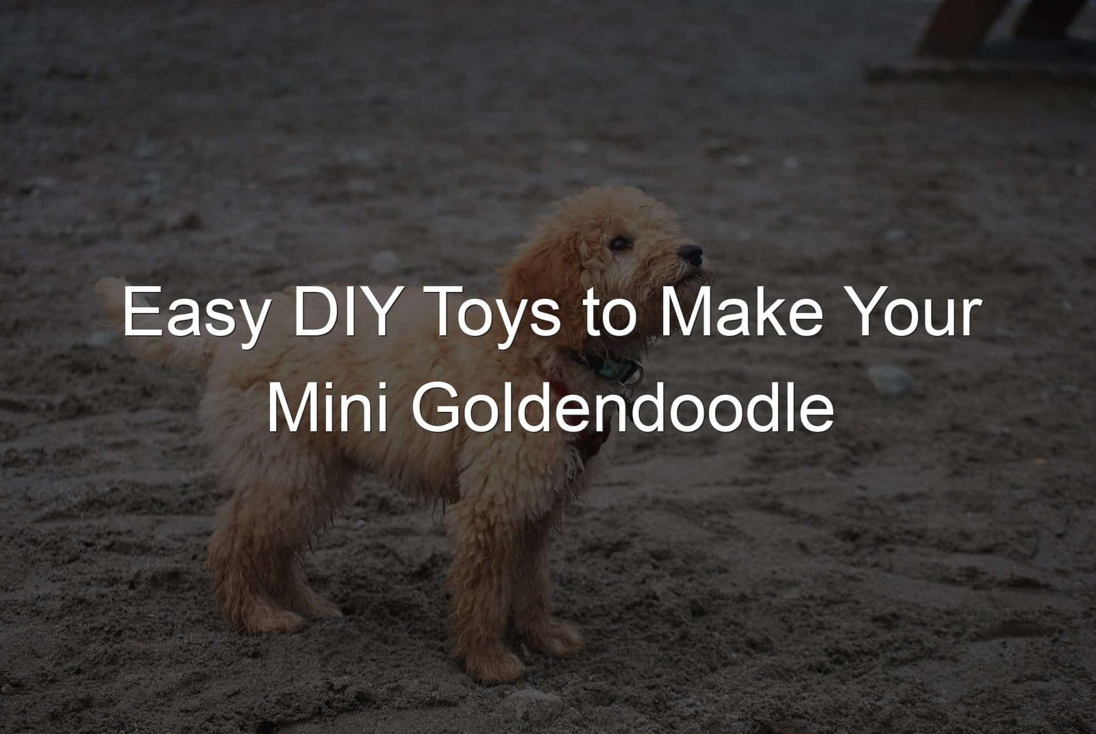 DIY toys for Mini Goldendoodles