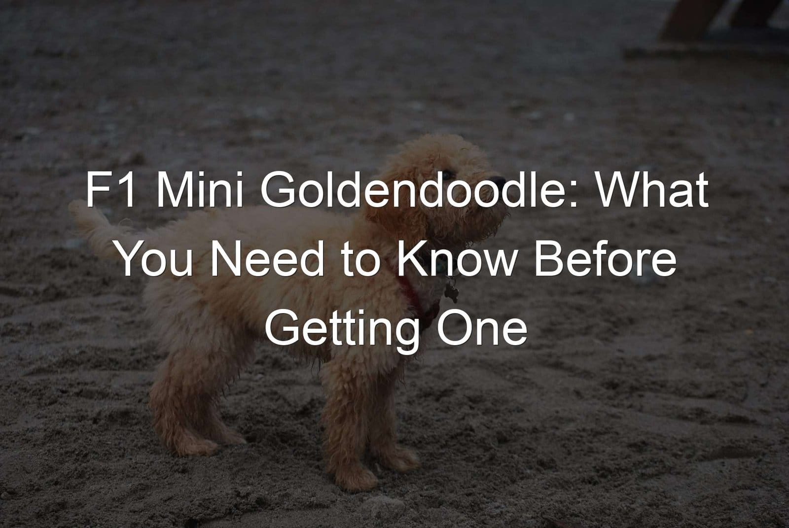 F1 Mini Goldendoodle All You Need To Know