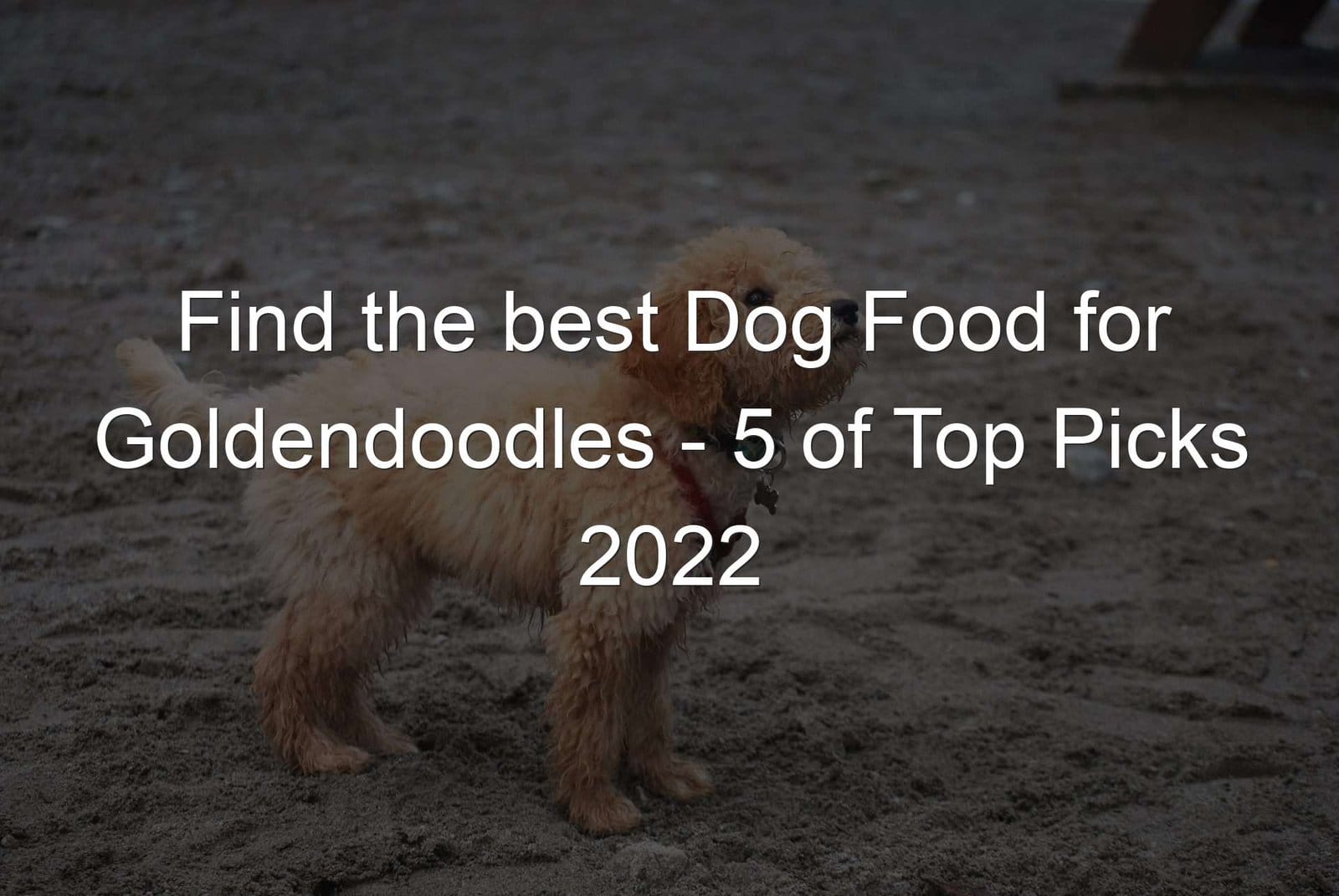 Goldendoodles Dog Food