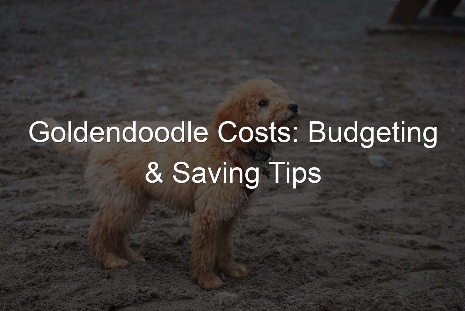 Goldendoodle budgeting tips