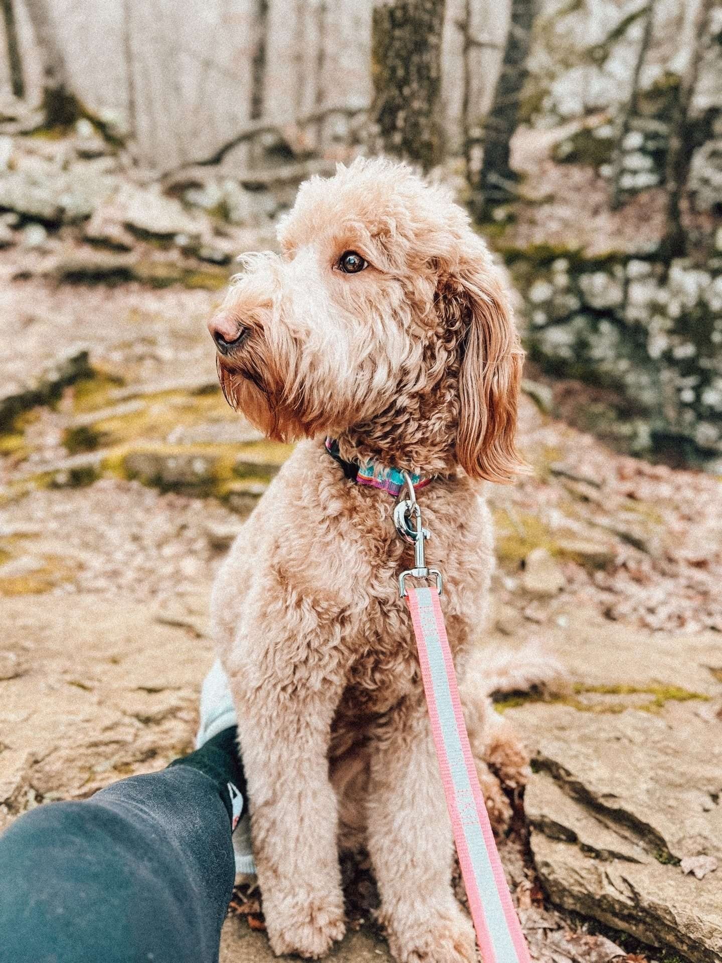 A Mini Goldendoodle with curly fur sitting on a rock in the woods.