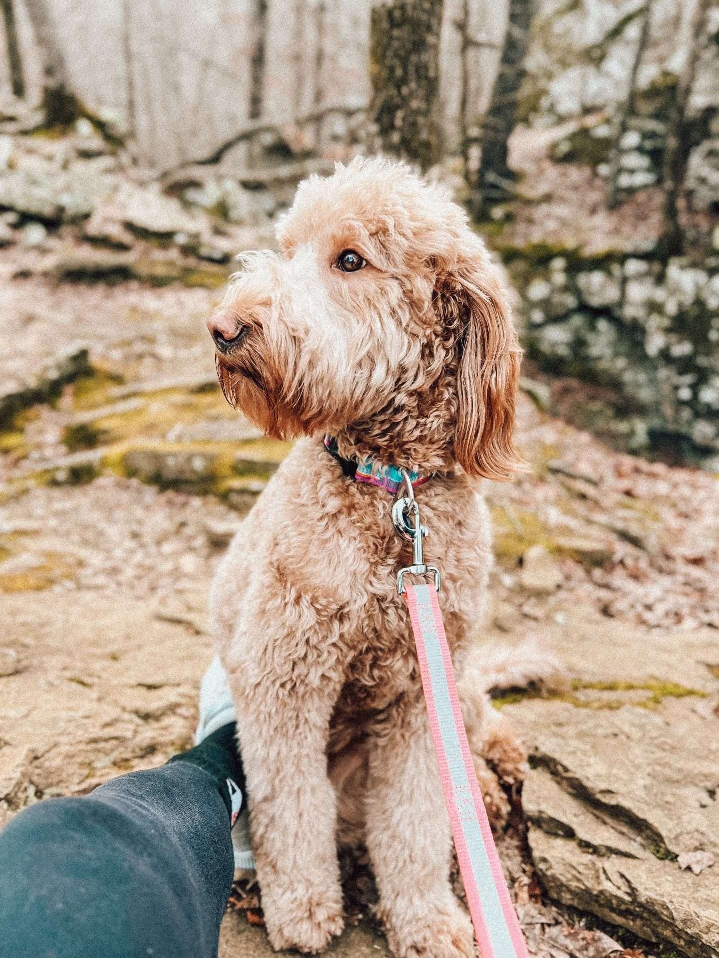 A Mini Goldendoodle with curly fur sitting on a rock in the woods. A Mini Goldendoodle with curly fur sitting on a rock in the woods.