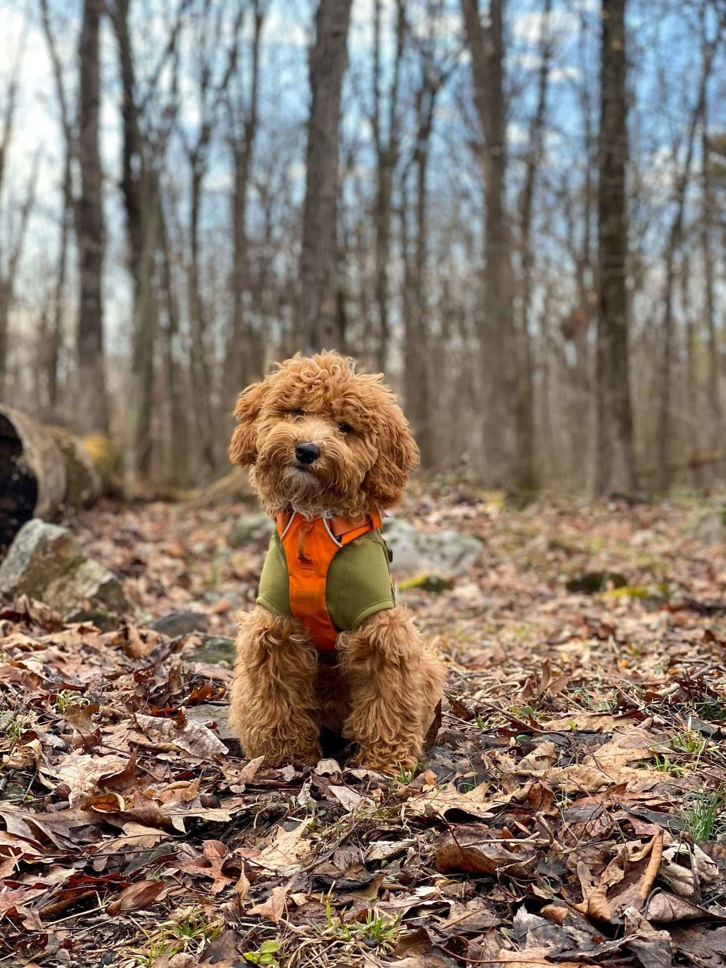 A brown poodle in the woods.