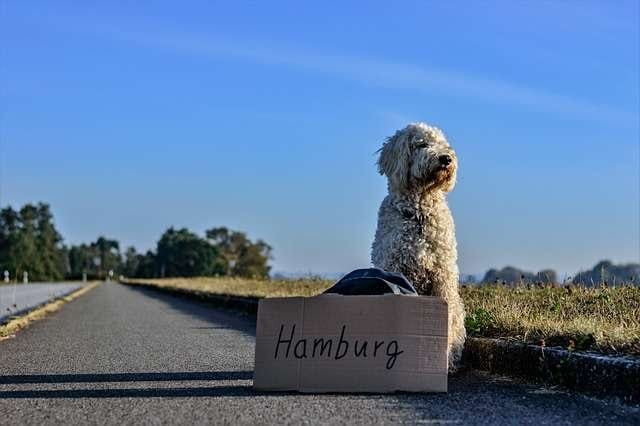 goldendoodle-roadtrip =Goldendoodle on a side of a road with a sign "Hamburg" on it and a backpack