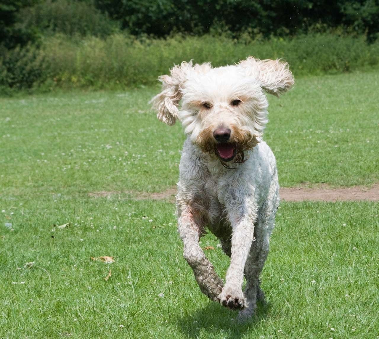Keywords: dog, grassy field.
Modified Description: A fluffy dog chasing its tail in a vast grassy field. Keywords: dog, grassy field.
Modified Description: A fluffy dog chasing its tail in a vast grassy field.