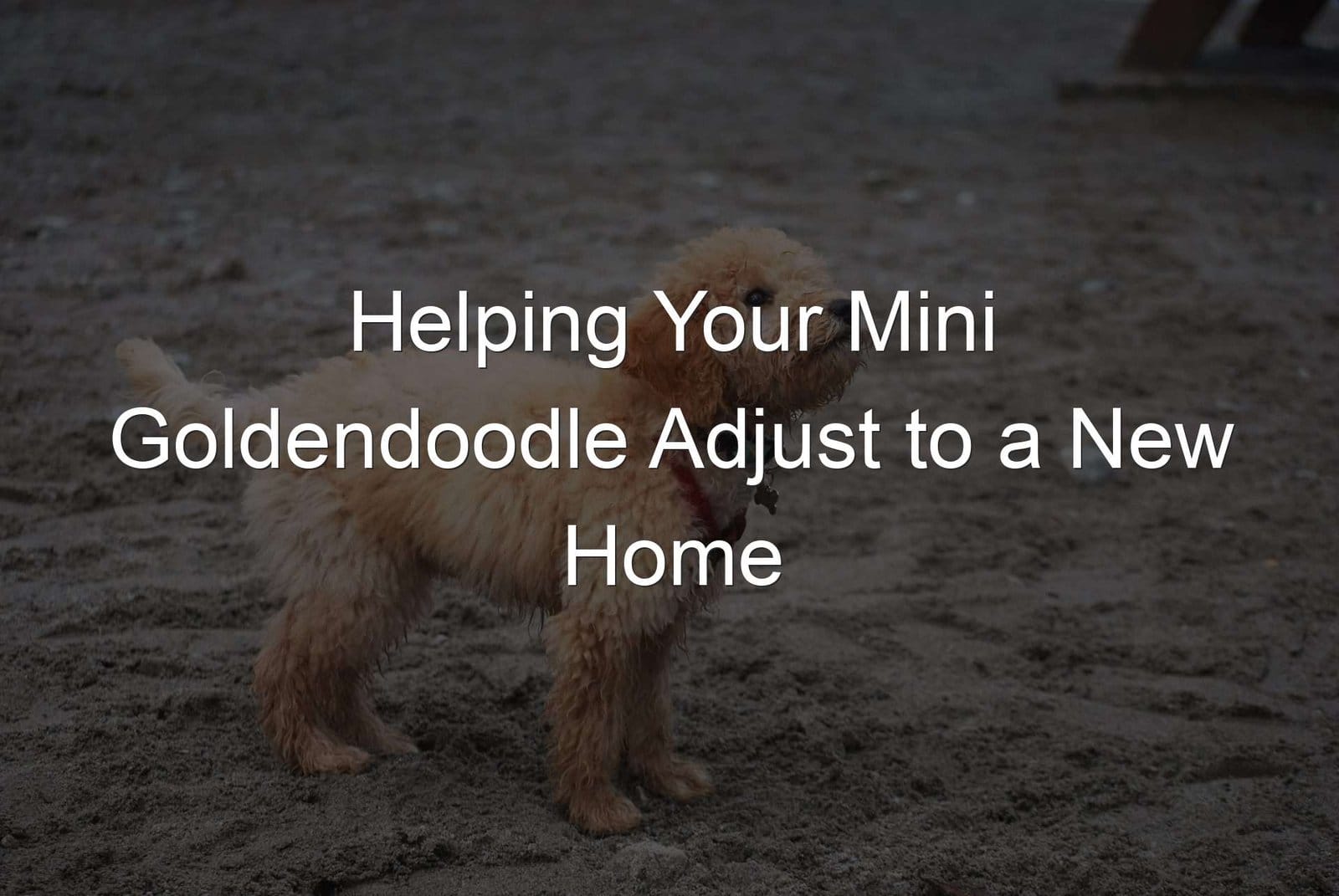 Assisting mini goldendoodles in adjusting to their new home.