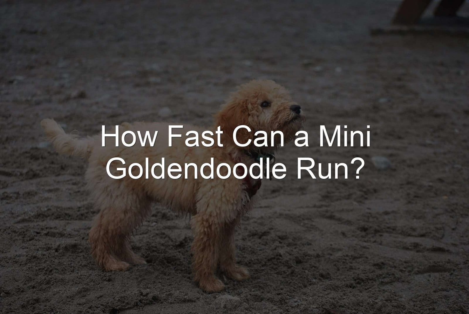 Mini Goldendoodle