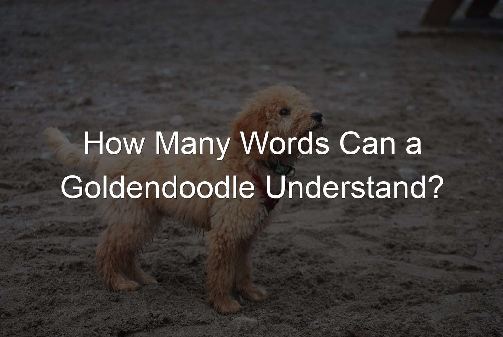 Understand Words