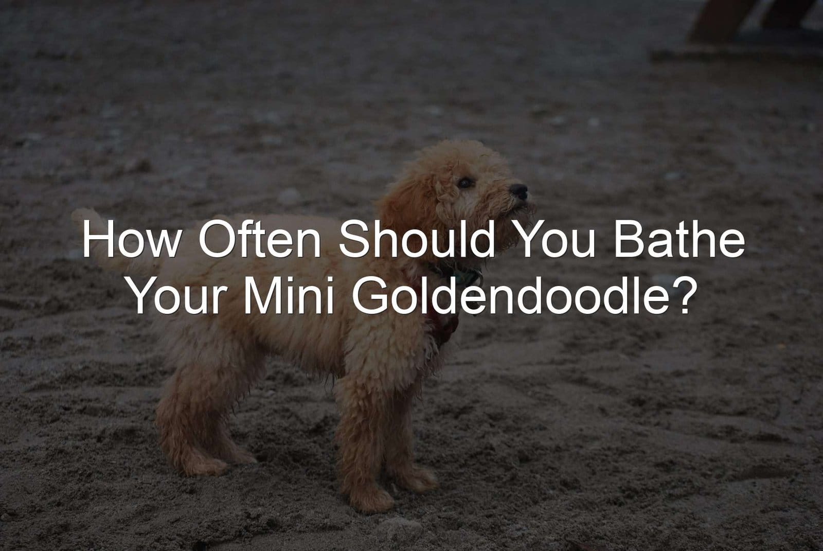 Mini Goldendoodle Bathe