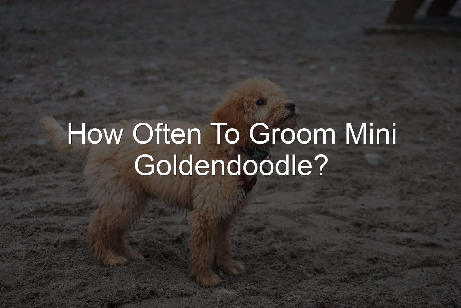 Mini Goldendoodle Grooming