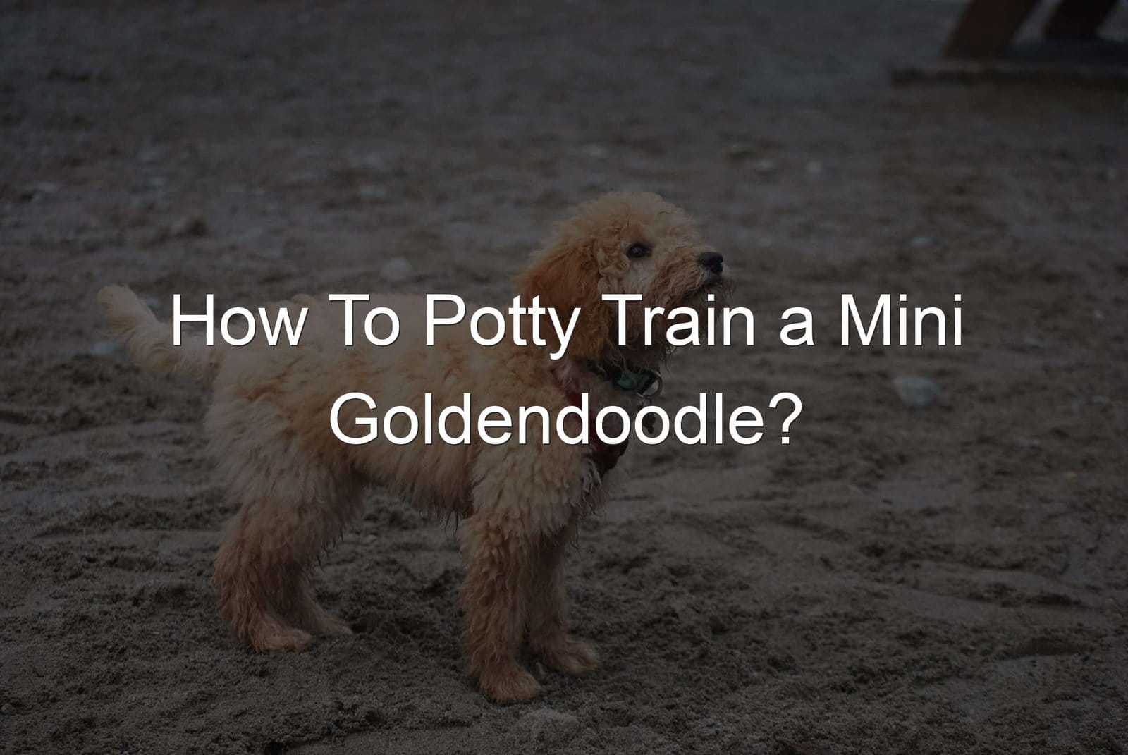 How To Potty Train A Mini Goldendoodle?