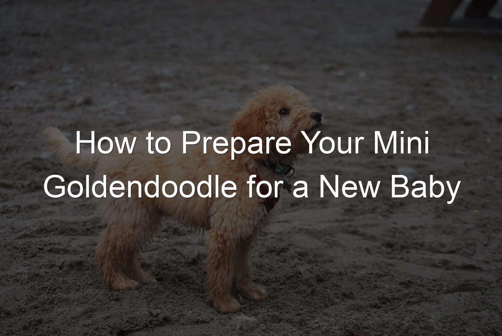 Tips for preparing your mini goldendoodle for a new baby.