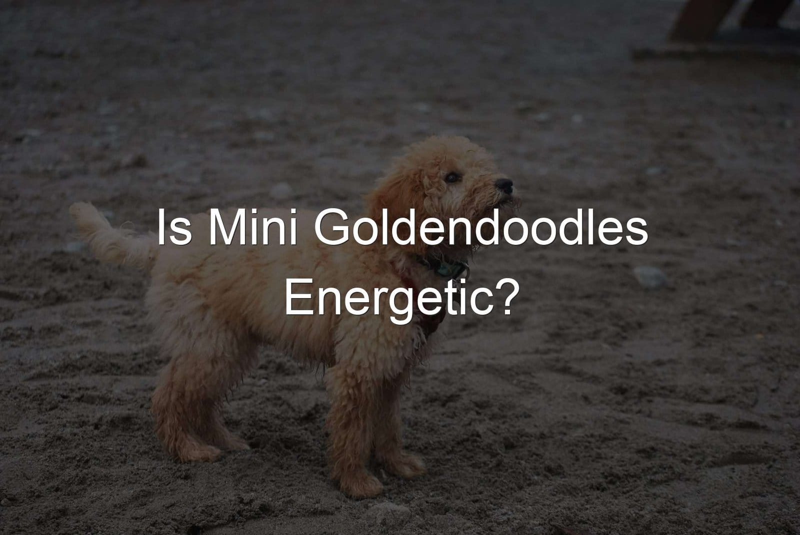 Mini Goldendoodle Energetic