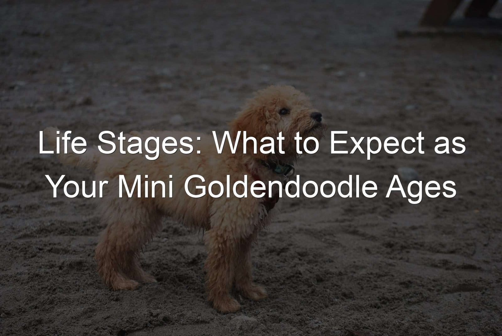 Keywords: Mini Goldendoodle, Ages

Description: What to expect as your Mini Goldendoodle ages.