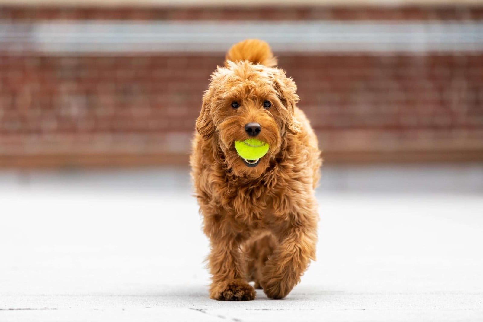 A budget-friendly Goldendoodle joyfully running with a tennis ball. A budget-friendly Goldendoodle joyfully running with a tennis ball.