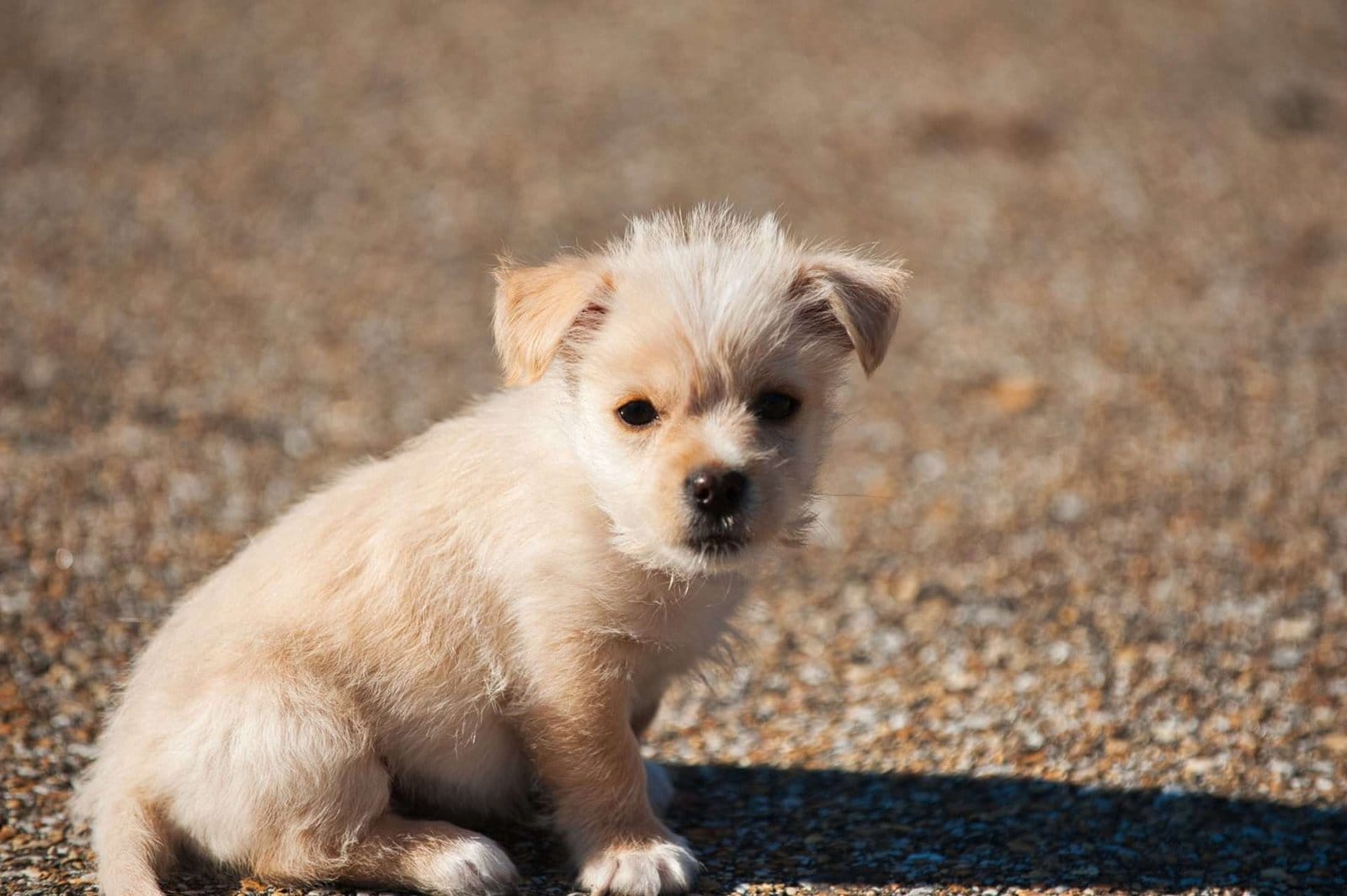 mini Goldendoodle puppy sitting on the ground