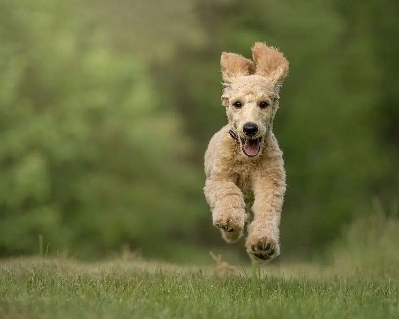 Mini Goldendoodle, poodle mixed breed , field