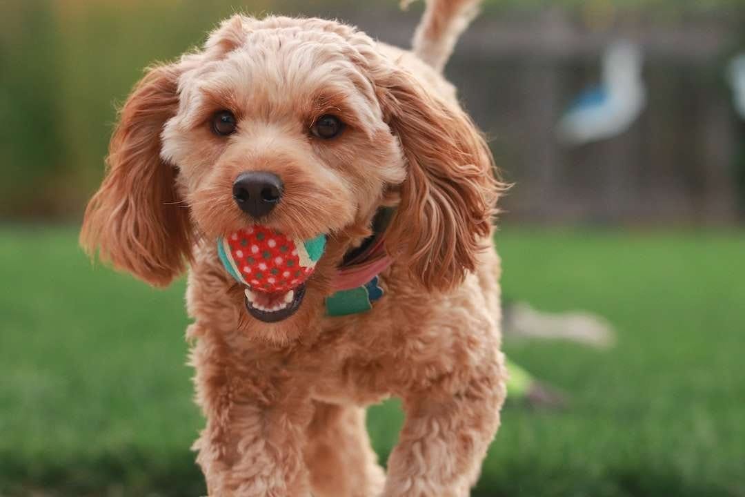 mini-golden-doodle