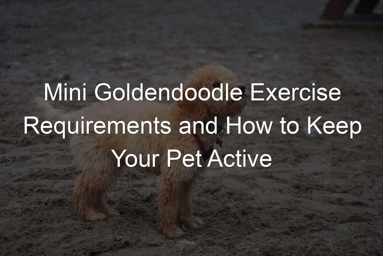 Mini Goldendoodle exercise requirements and pet activity tips.