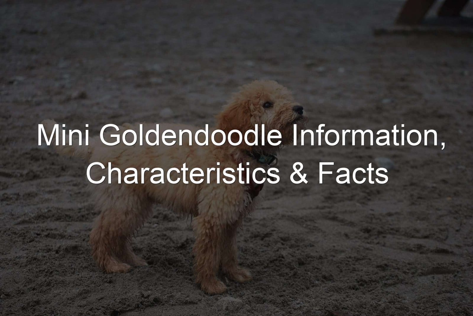 Goldendoodle Information