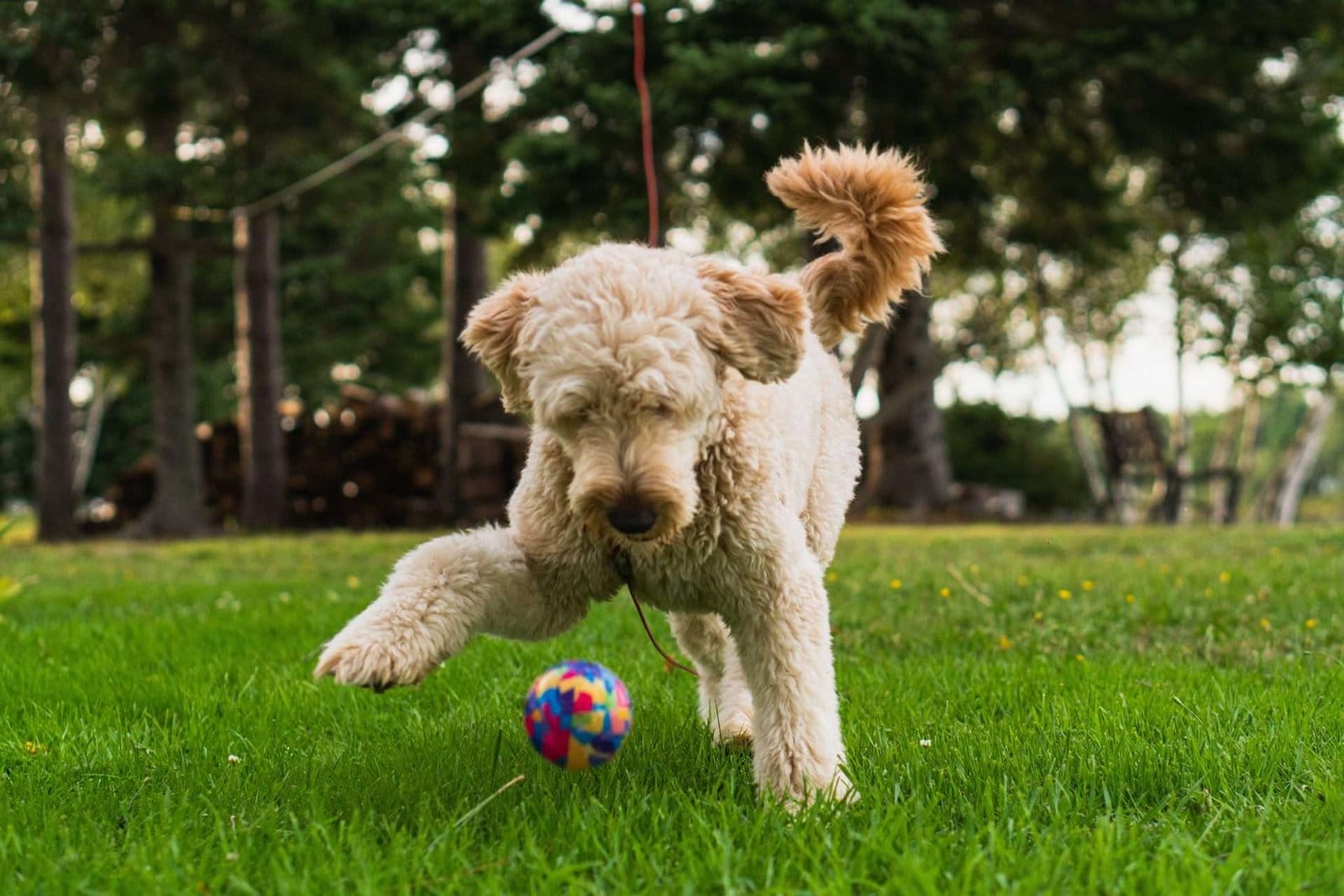 A dog playing with a ball in the grass.