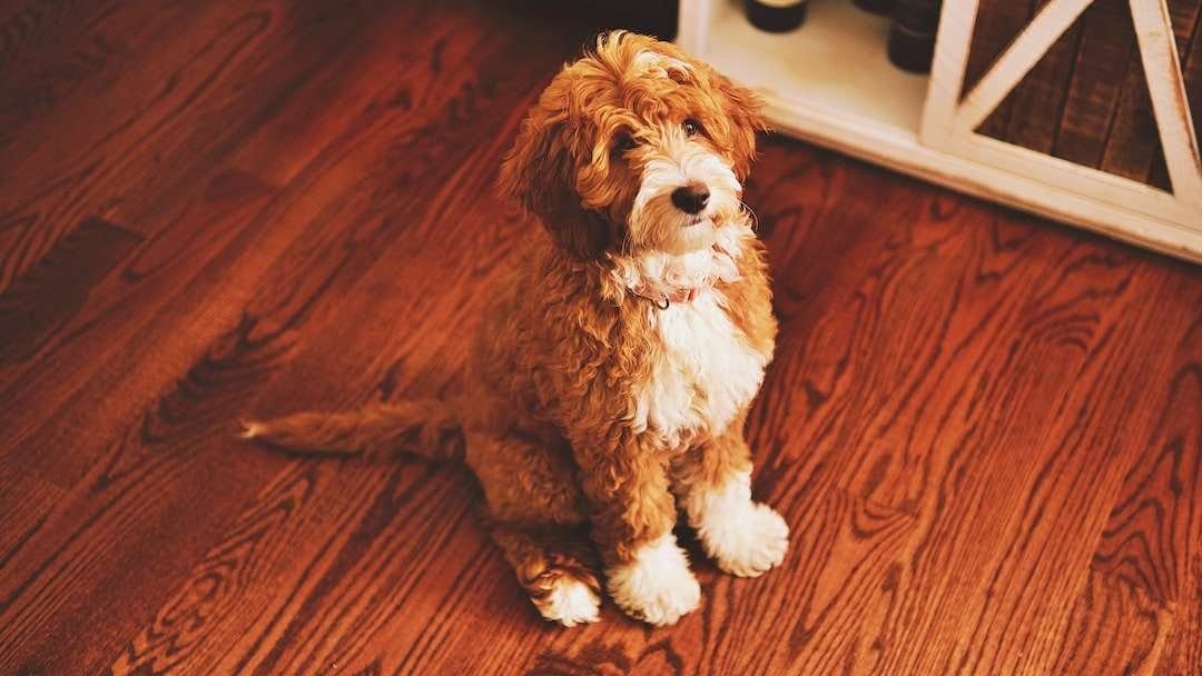 A brown and white dog sitting on a wooden floor, prevent hip dysplasia in mini Goldendoodles.