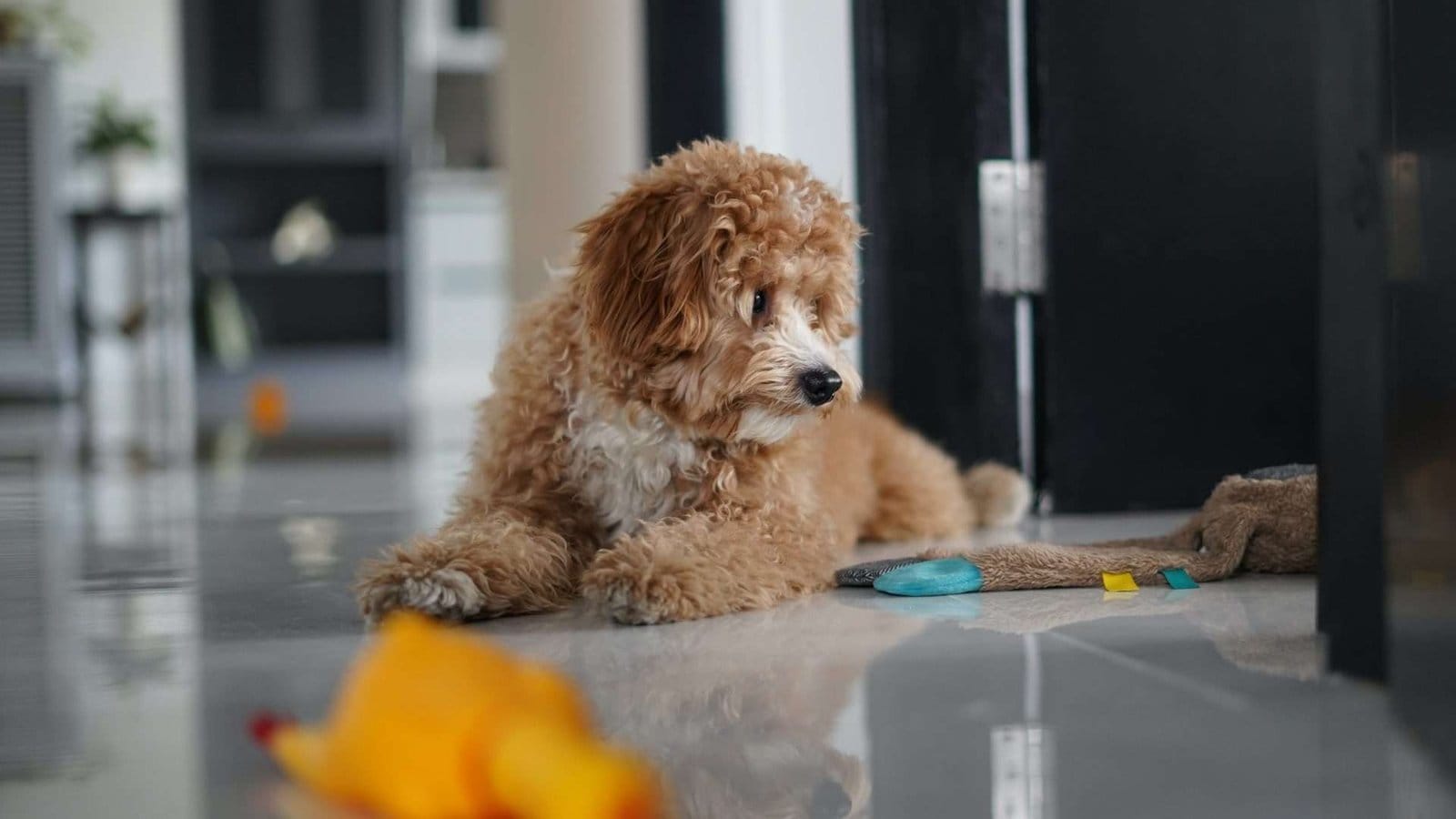 A dog near a toy.