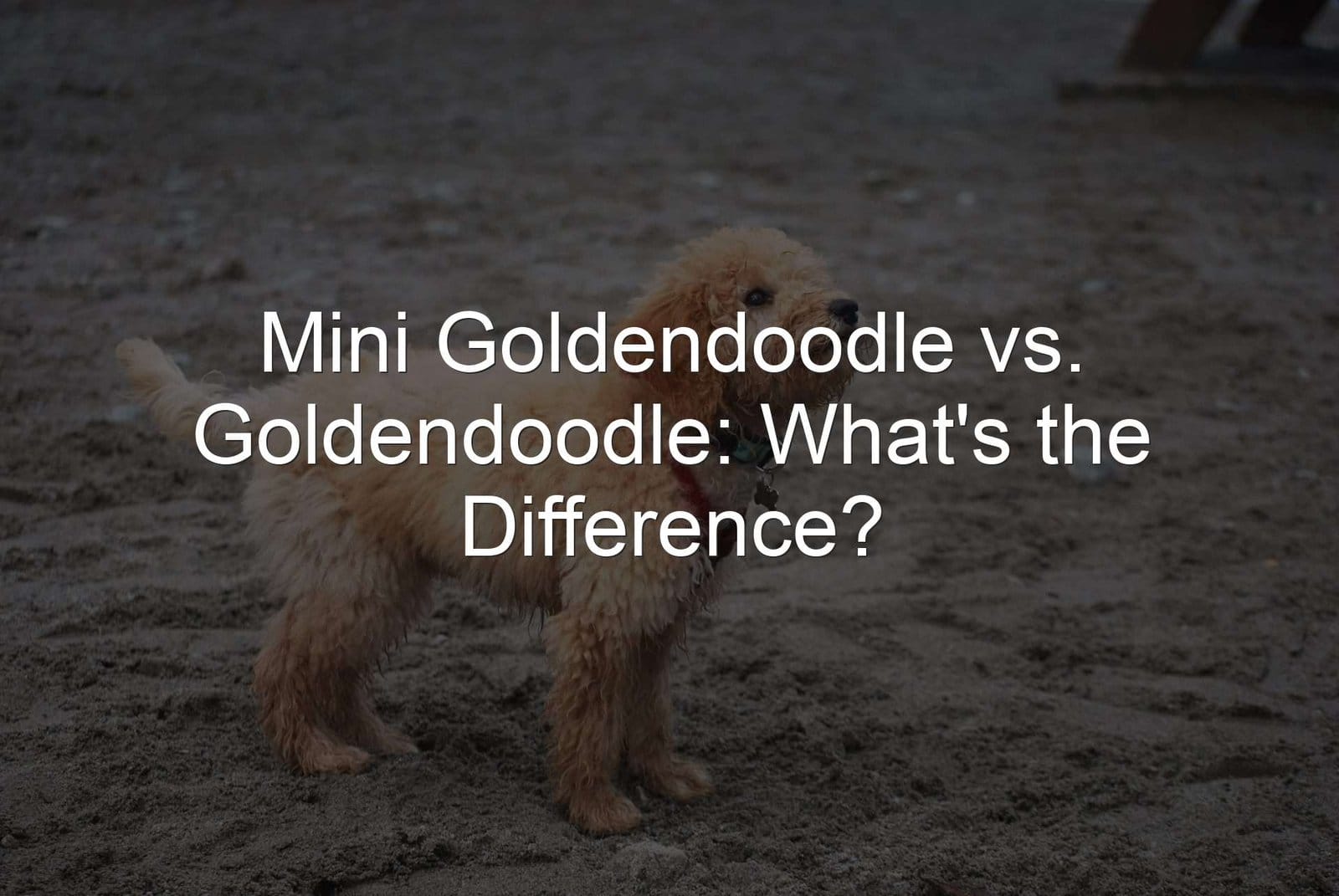 Mini Goldendoodle, Goldendoodle, difference